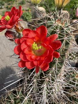 Echinocereus polyacanthus